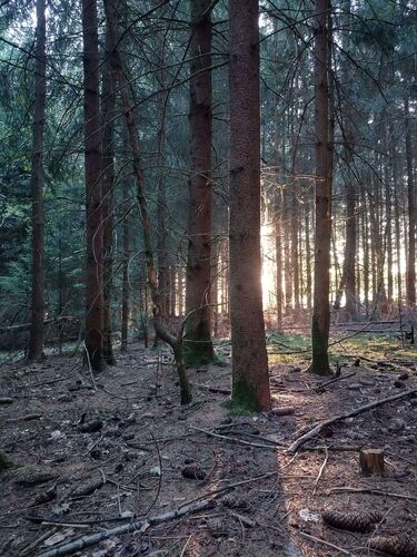 Young at Art - Laurin aus Ried