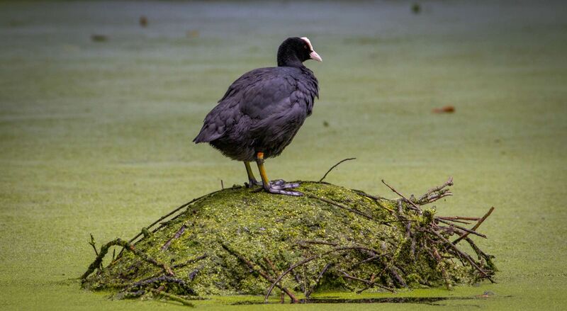 Young at Art - Arthur aus Schärding