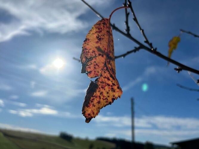 Young at Art - Misheel aus Urfahr-Umgebung