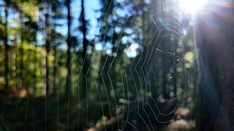 Young at Art - Sebastian aus Urfahr-Umgebung