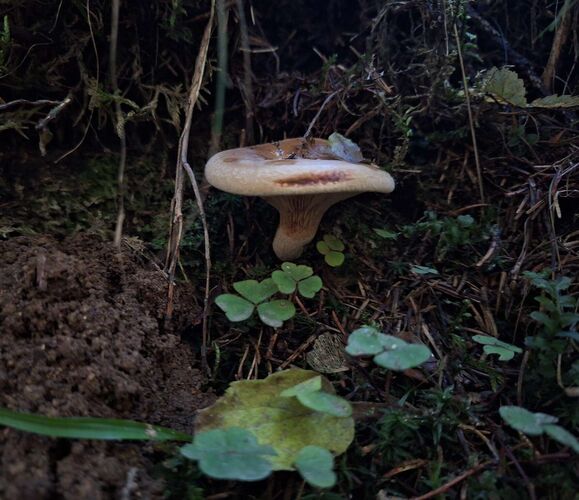 Young at Art - Deniz aus Urfahr-Umgebung