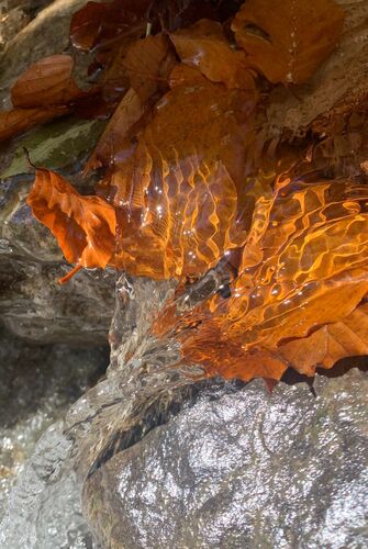 Young at Art - Isabella aus Gmunden