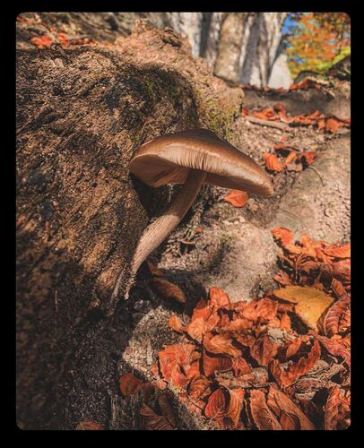 Young at Art - Isabella aus Gmunden