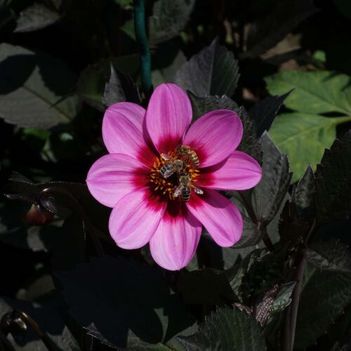 Young at Art - Sarah aus Schärding