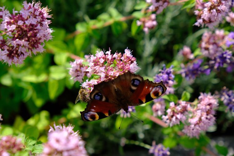 Young at Art -  Livia aus Schärding