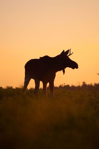 Young at Art -  Clara aus Kirchdorf