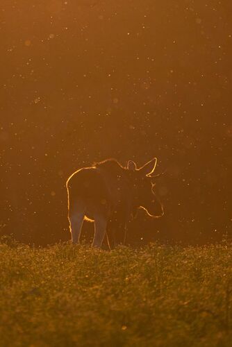 Young at Art -  Clara aus Kirchdorf