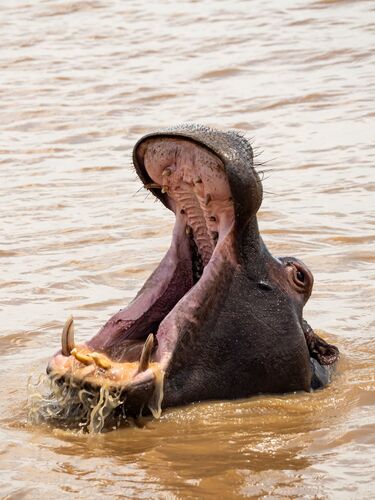 Young at Art -  Clara aus Kirchdorf