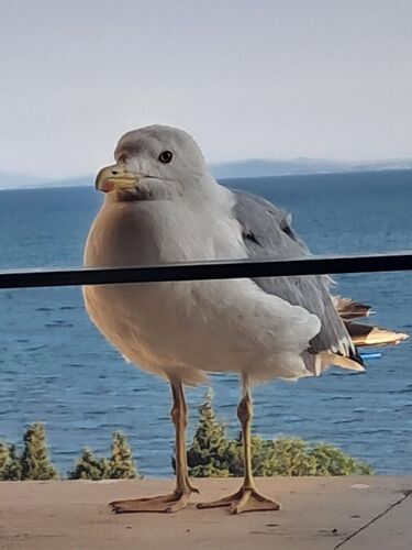 Young at Art -  Lena aus Linz-Land