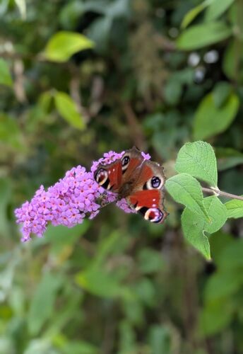 Young at Art -  Lara aus Linz-Land