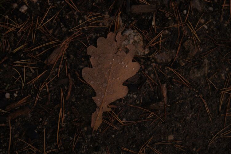 Young at Art -  Laurin aus Freistadt