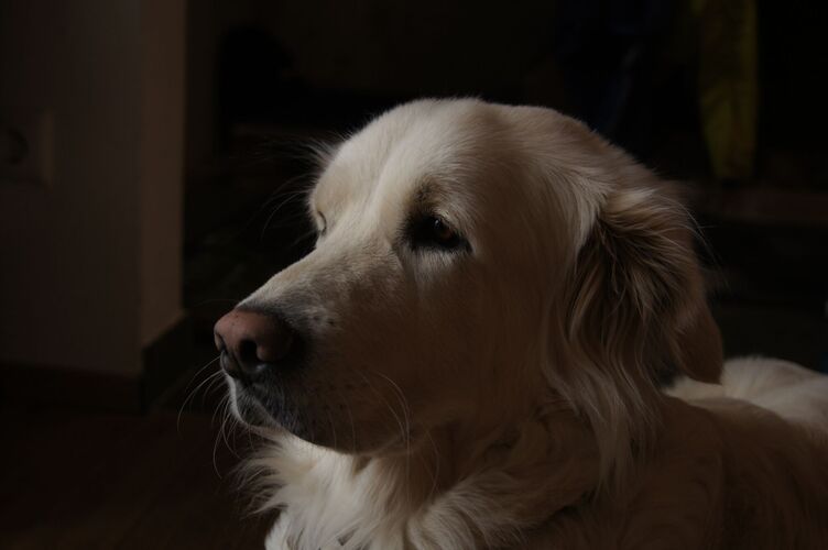 Young at Art -  Laurin aus Freistadt