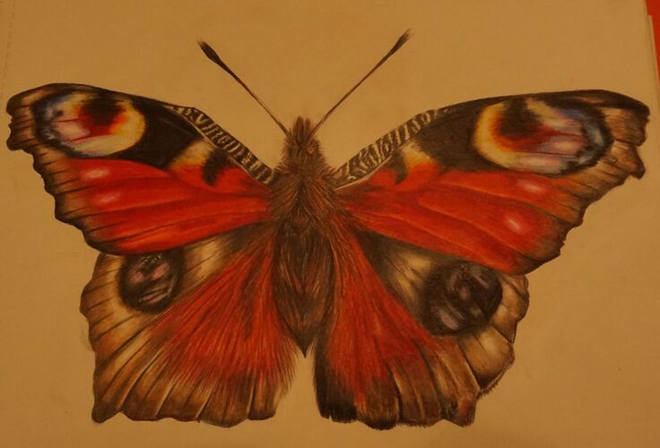 Young at Art -  Vera aus Linz-Land