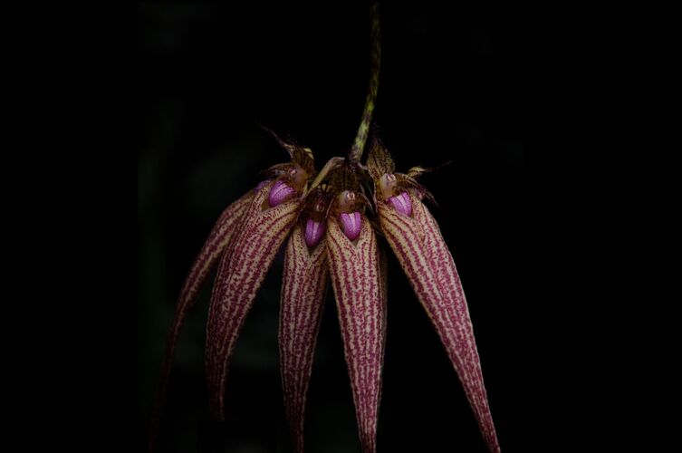 Young at Art -  Nora aus Gmunden