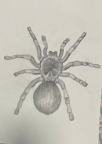 Young at Art -  Sophie aus Ried