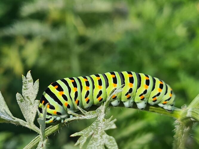 Young at Art -  Paulina aus Gmunden