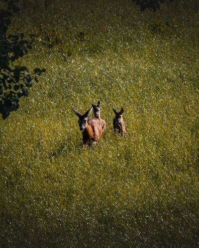 Young at Art - Richard aus Perg