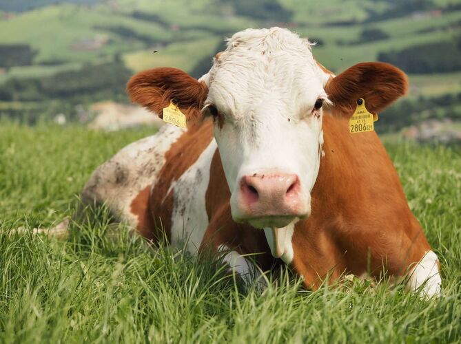 Young at Art - Eva aus Steyr