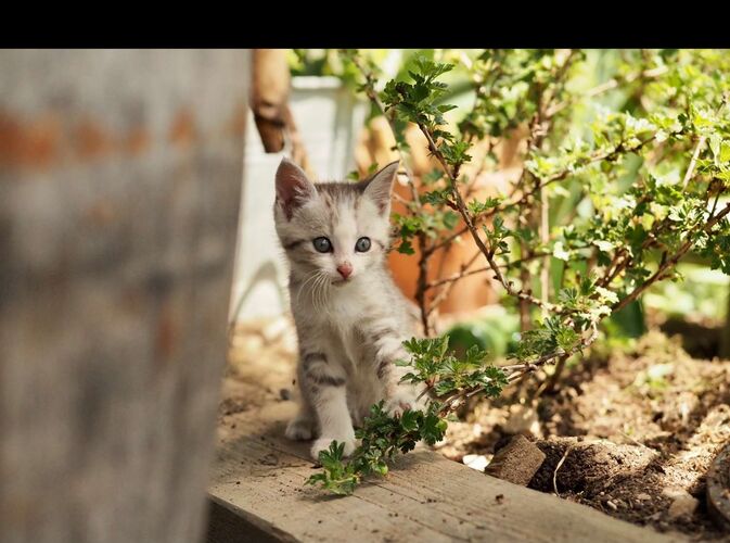 Young at Art - Eva  aus Steyr