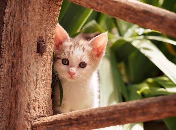 Young at Art - Eva  aus Steyr