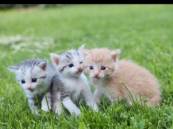 Young at Art - Eva  aus Steyr