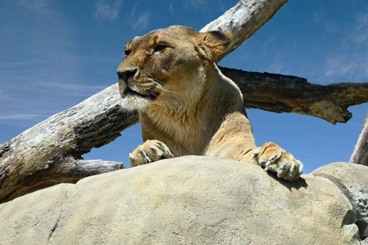 Young at Art - . aus Steyr