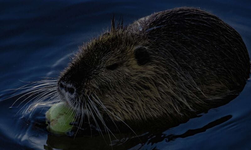 Young at Art - Emanuel aus Linz