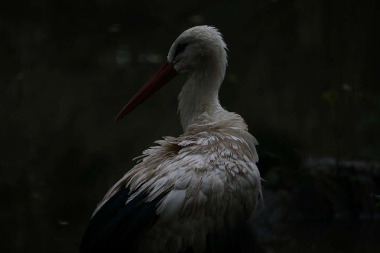 Young at Art - Emanuel aus Linz