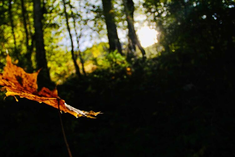 Young at Art - Sophia aus Gmunden