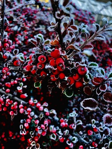 Young at Art - Sophia aus Gmunden