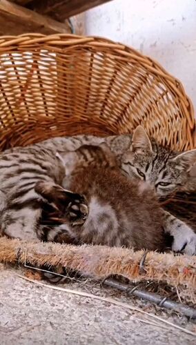 Young at Art - Nicole  aus Rohrbach