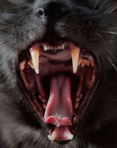 Young at Art - Lea aus Linz-Land