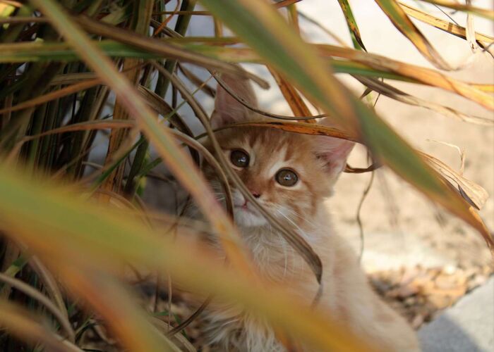 Young at Art - Sarah aus Freistadt