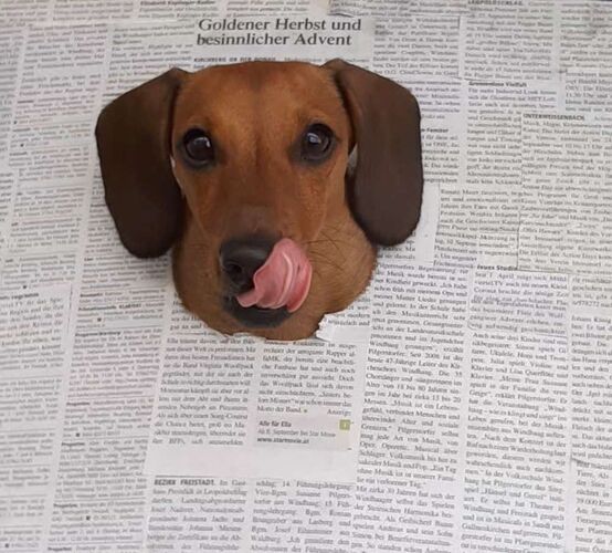 Young at Art - Enya  aus Freistadt