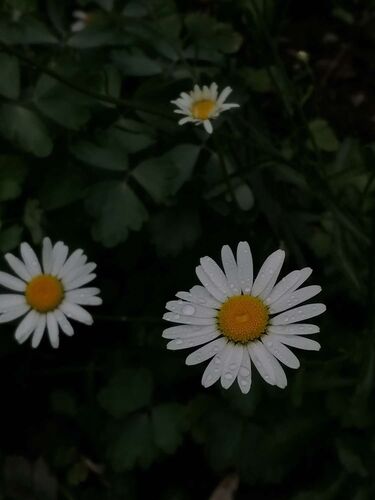 Young at Art - Johanna aus Linz-Land