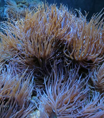 Young at Art - Johanna aus Linz-Land