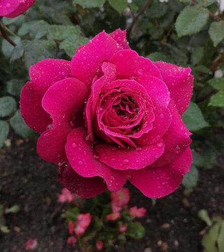 Young at Art - Johanna aus Linz-Land