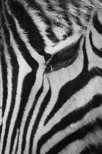 Young at Art - Sara aus Linz-Land