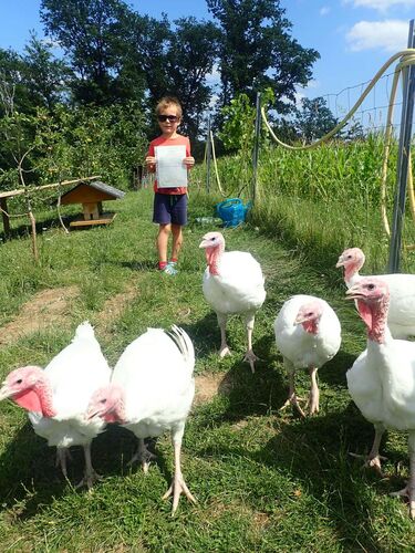 Zeig's Zeignis - Simon aus Perg