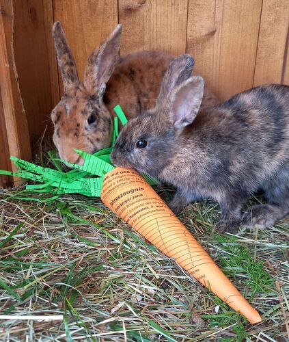 Zeigs Zeignis - Jana aus Grieskirchen