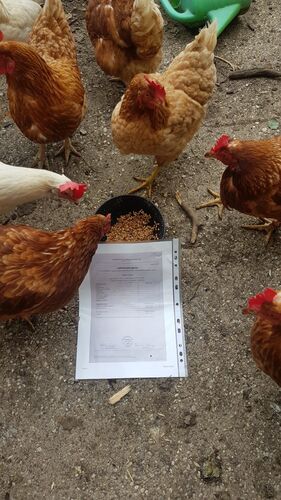 Zeig's Zeignis -  Tobias aus Linz