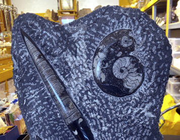 Ammonit - Orthoceras Skulptur