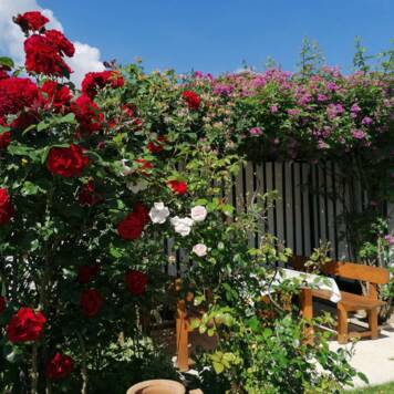 Robert aus Grieskirchen