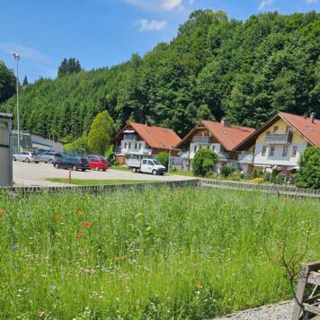 Kamillo aus Vöcklabruck