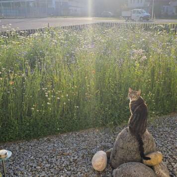 Kamillo aus Vöcklabruck