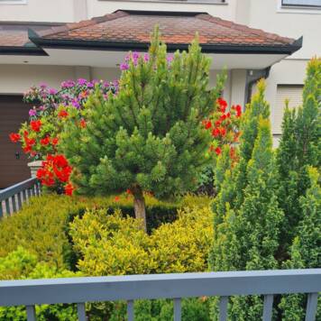 Renate aus Grieskirchen