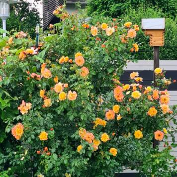 Renate aus Grieskirchen