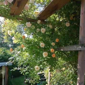 Friedrich aus Linz-Land