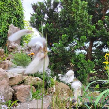 Astrid aus Vöcklabruck