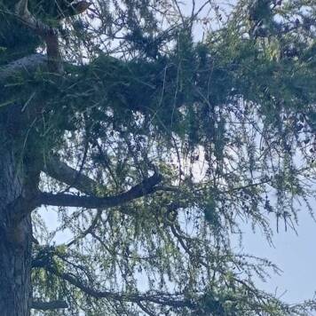 Regina aus Kirchdorf